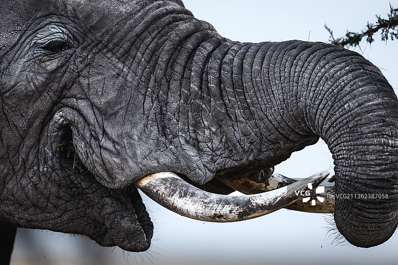非洲象的微笑特写，肯尼亚马拉北部保护区图片素材