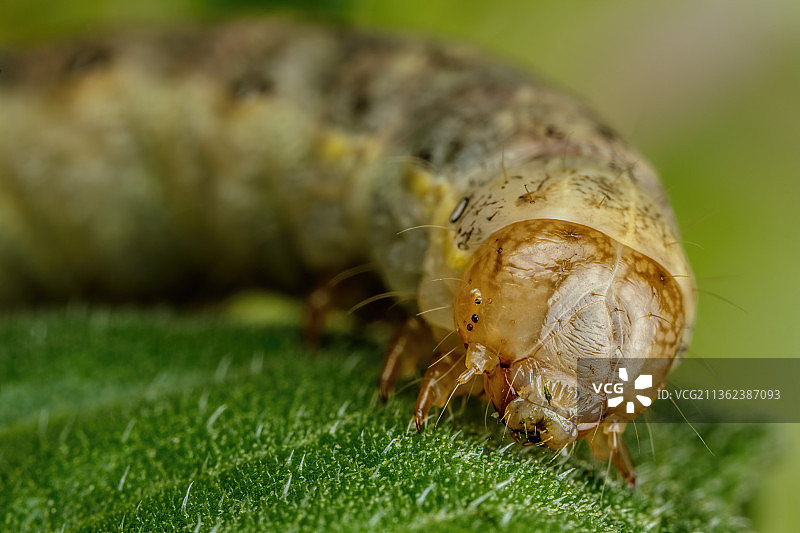 树叶上的昆虫特写，意大利那不勒斯巴科利图片素材