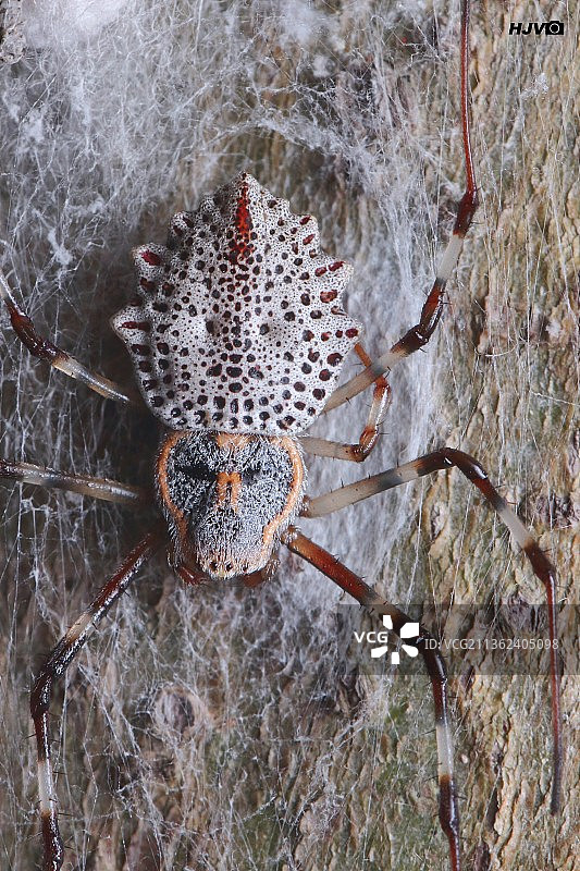 装饰树干上的蜘蛛，迈索尔，卡纳塔克邦，印度图片素材