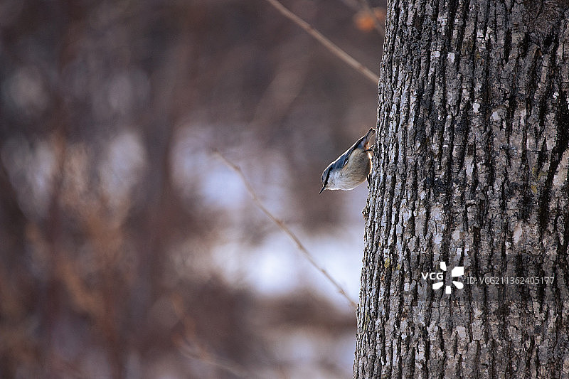 栖息在树干上的Nuthatch特写图片素材
