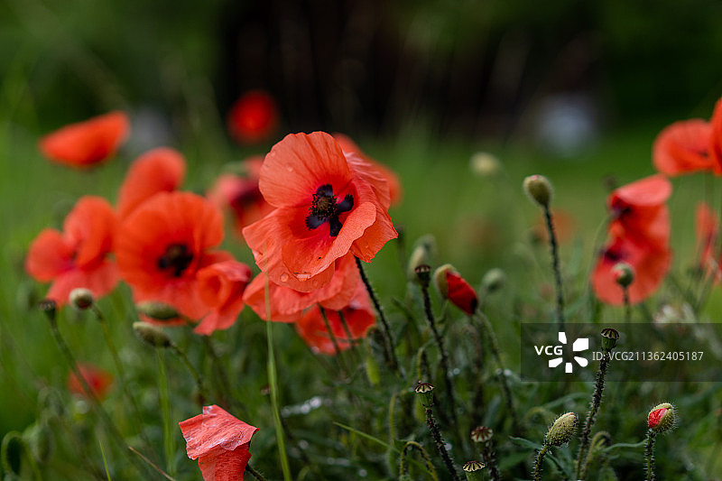 德国田野中红色罂粟花特写图片素材