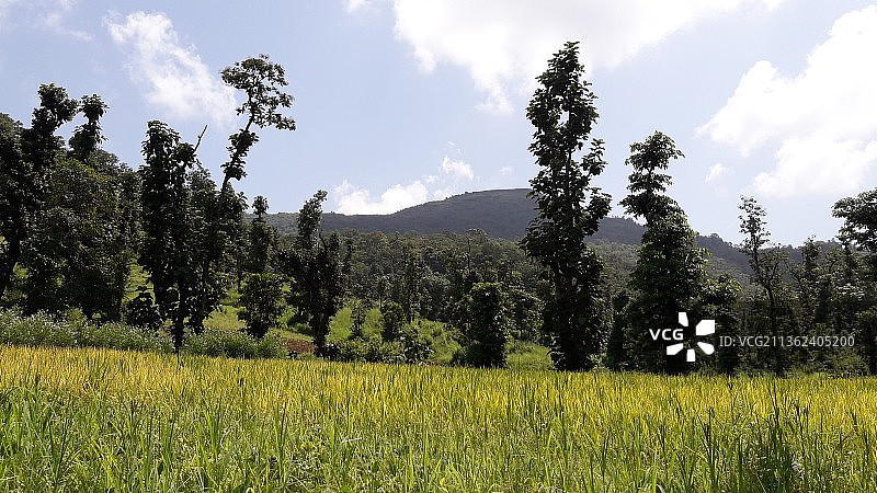 稻田的田园风光图片素材