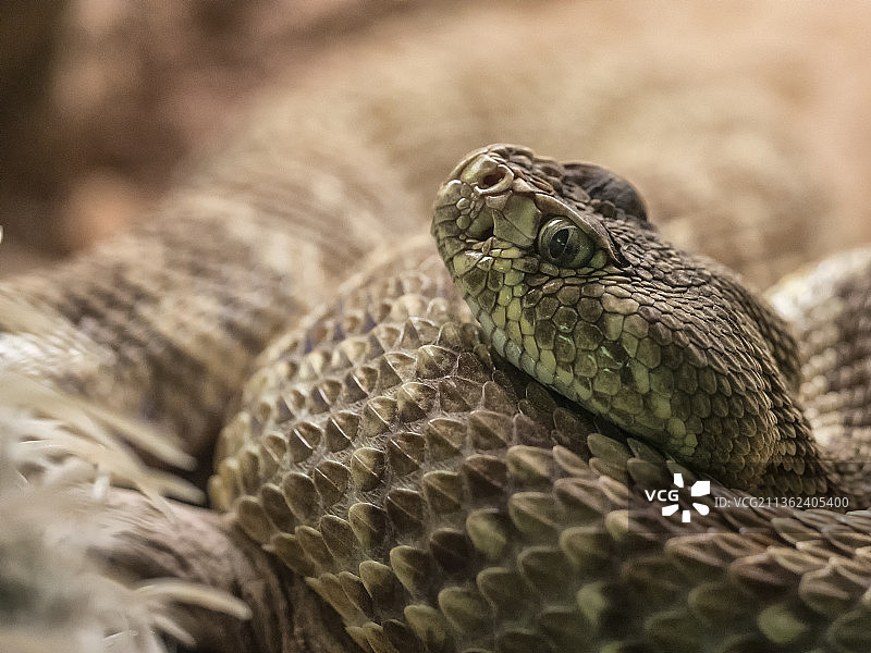 响尾蛇，乌龟的特写镜头图片素材