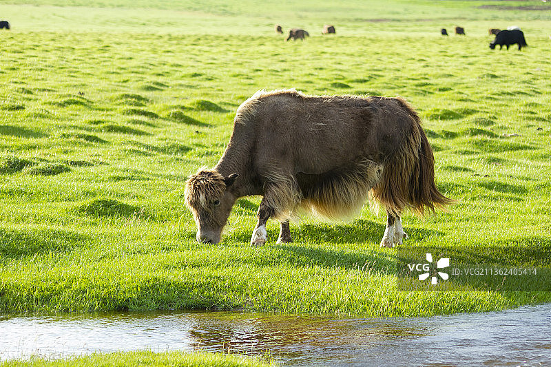 蒙古牦牛：羊群在高角度的Arkhangai草地上吃草图片素材