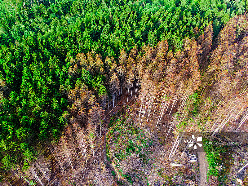 德国森林中的树木高角度景观图片素材
