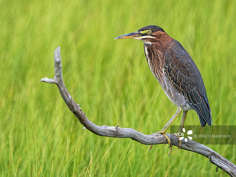 栖息在树枝上的绿鹭特写，美国纽约长岛图片素材