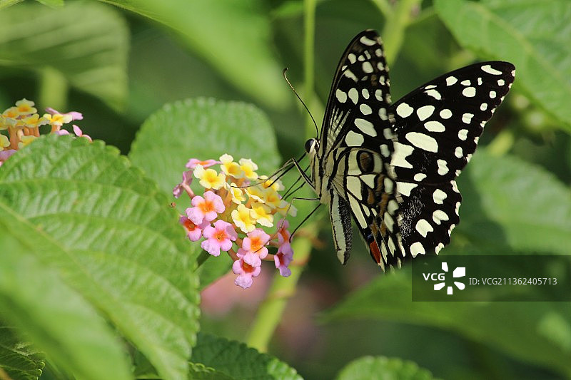 蝴蝶与花：蝴蝶在花上采蜜特写，印度古吉拉特邦瓦多达拉图片素材