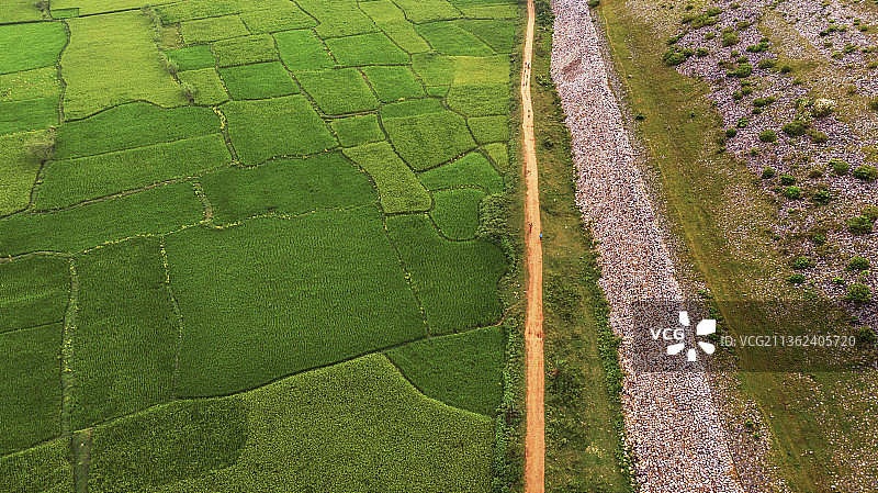 印度西孟加拉邦穆库特马尼普尔周边地区绿色稻田的自然景观全景图片素材