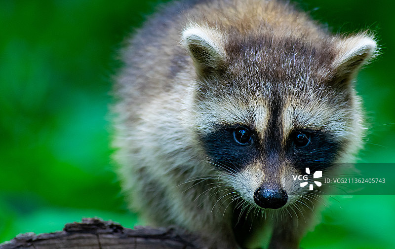 幼年狐猴特写图片素材
