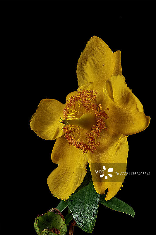 黑色背景下的金丝桃黄色花朵特写。图片素材