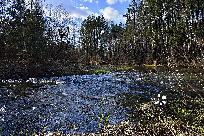 森林树木河流春景图片素材