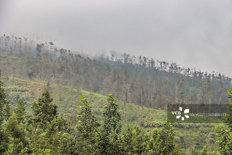 山谷中的雾地，森林的壮丽景色图片素材
