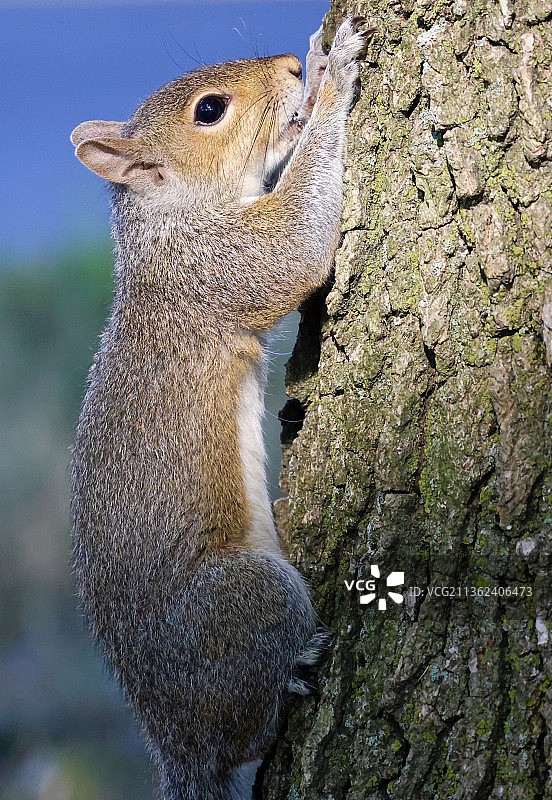 炎热夏日，美国灰松鼠在树干上图片素材