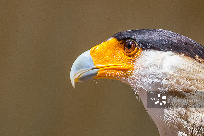 凤头卡拉鹰特写，法国佩萨克图片素材