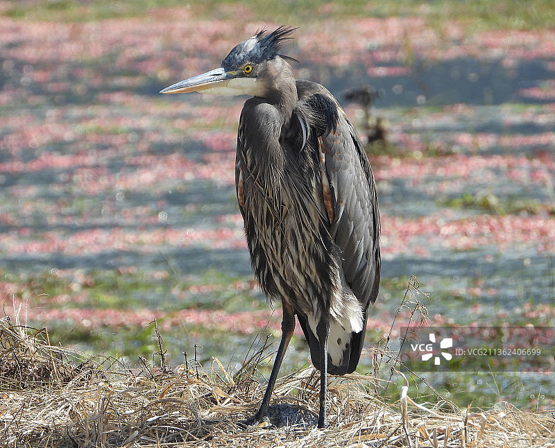 田野上栖息的苍鹭特写图片素材