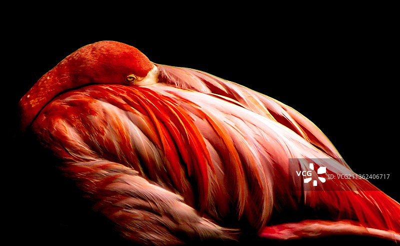 准备睡觉：黑色背景下的火烈鸟特写，美国田纳西州纳什维尔图片素材
