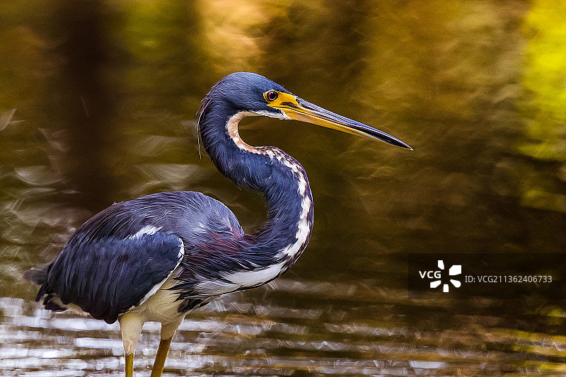 三色鹭特写，灰鹭，美国佛罗里达州莱克兰图片素材
