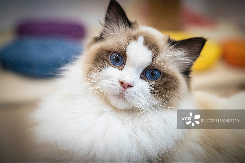 美丽蓬松小猫咪特写图片素材