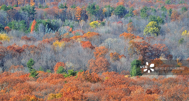 秋季树林高角度景观，肖万冈山脉，美国图片素材