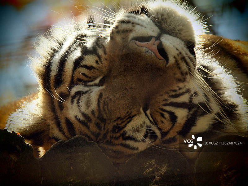 阳光明媚，老虎特写，加拿大安大略省伊利堡图片素材