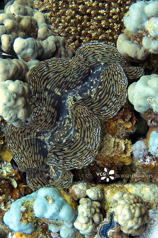 蛤蜊壳，鱼在海里游泳的特写镜头图片素材