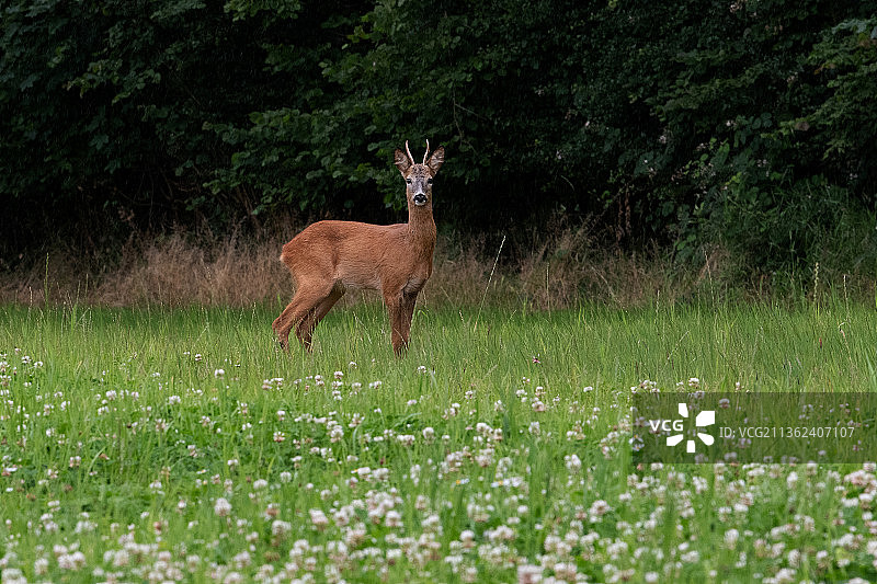 站在田野上的狍子侧面图片素材