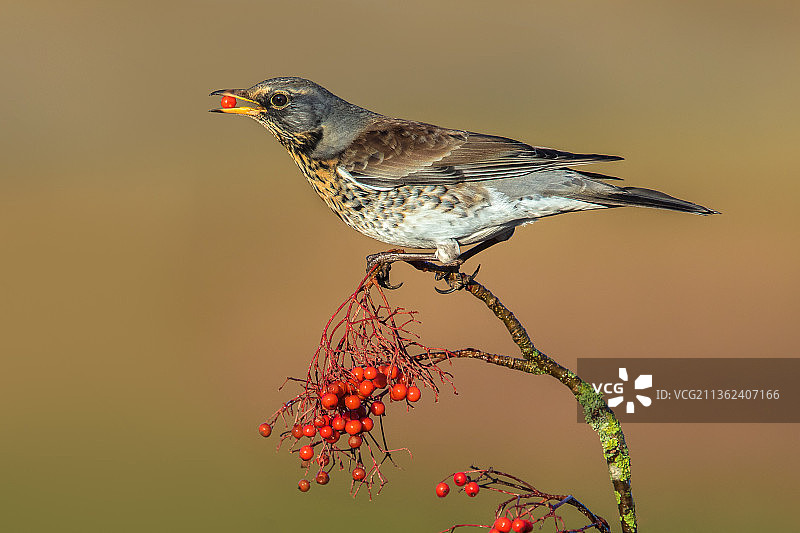 田鸫特写，栖息在树枝上，英国博尔顿图片素材
