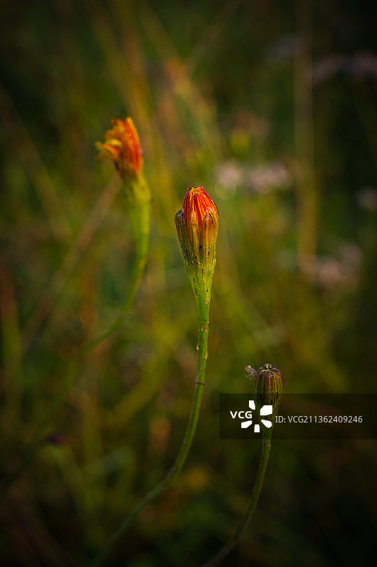 红色植物田野鲜花特写，乌克兰图片素材