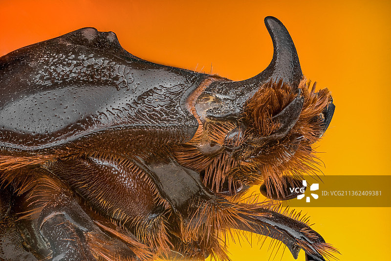 优雅犀金龟的动物头骨特写，橙色背景图片素材