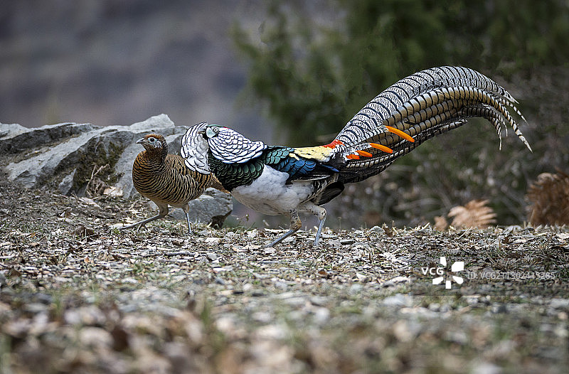白腹锦鸡国家二级保护动物图片素材