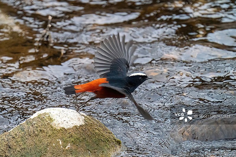 河边的白顶溪鸲图片素材