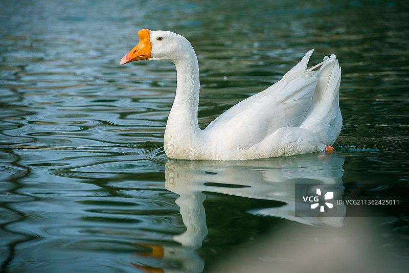 大白鹅图片素材