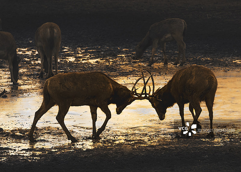 麋鹿 — 摄于南海子图片素材