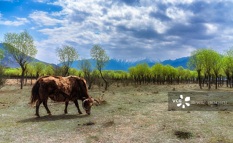 西藏林芝尼洋河风光带雅尼湿地田园风光图片素材