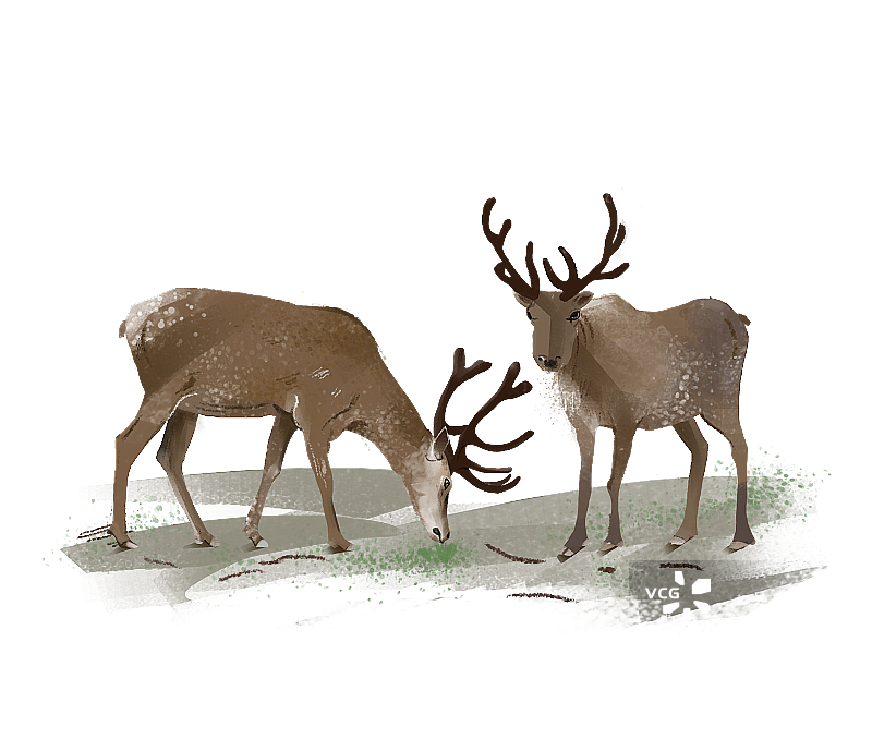 两只鹿图片素材