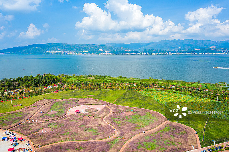 云南省玉溪市江川区星云湖粉黛湿地公园图片素材