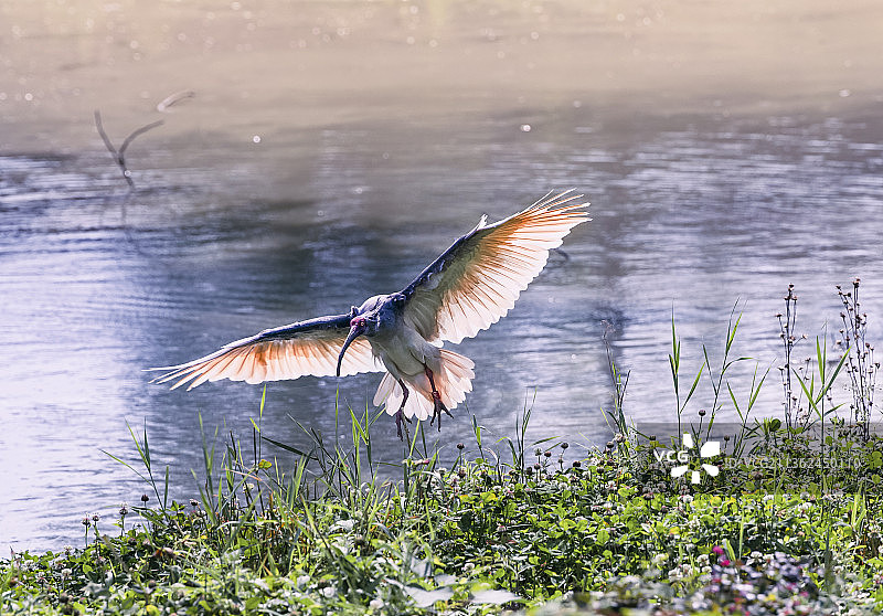 朱鹮降落图片素材