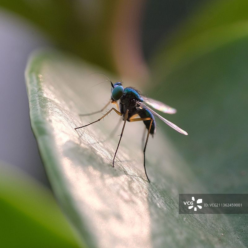 虻图片素材