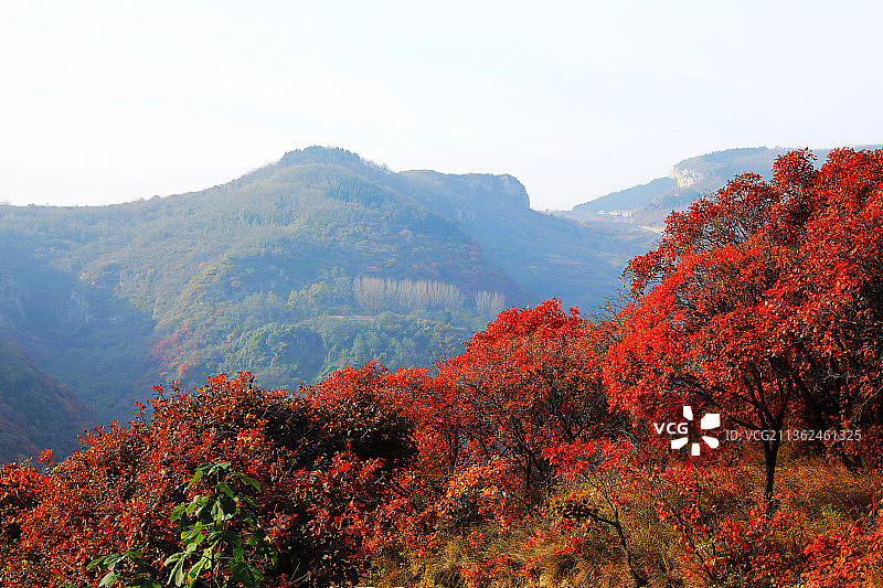 山东淄博红叶柿岩风景区图片素材