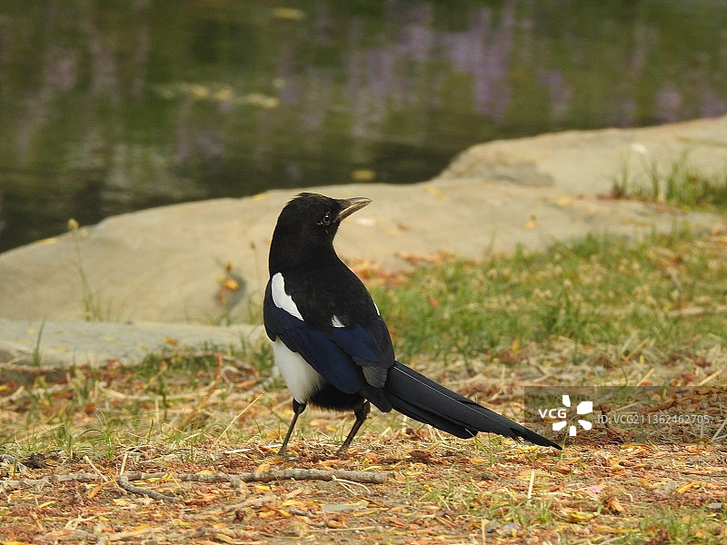 喜鹊 野生鸟类 全身图片素材