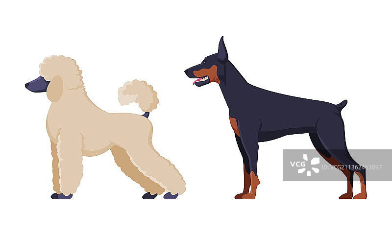 作为宠物的贵宾犬和杜宾犬纯种犬图片素材