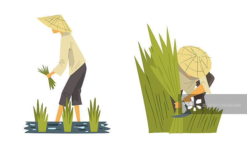 戴着斗笠的亚洲农民在稻田里劳作图片素材