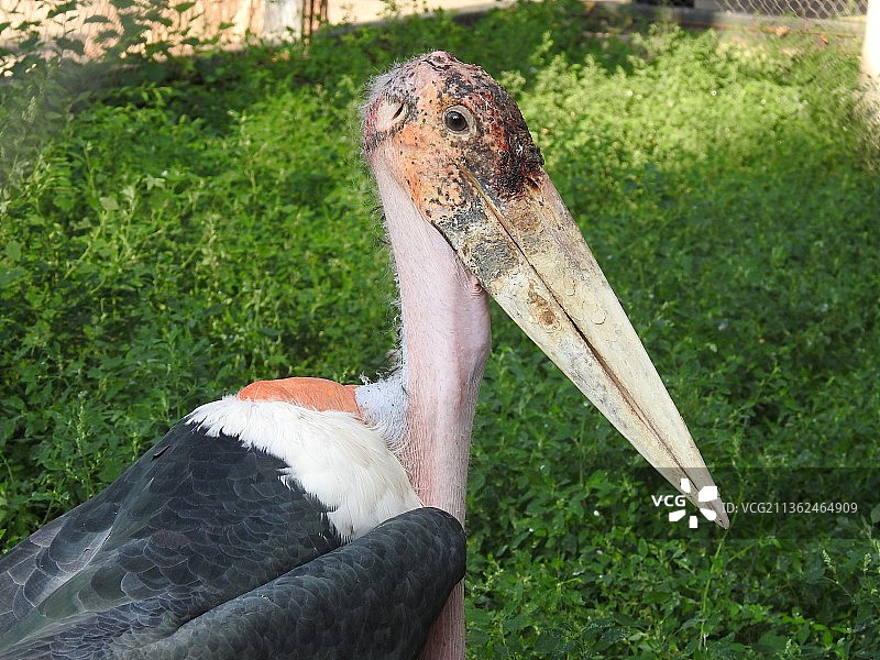 非洲秃鹳 动物头部特写 北京动物园 鸟类图片素材
