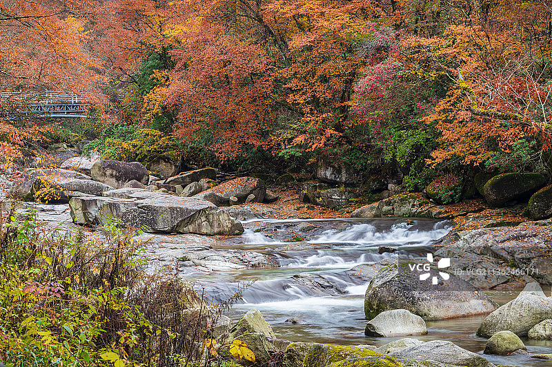 光雾山红叶图片素材