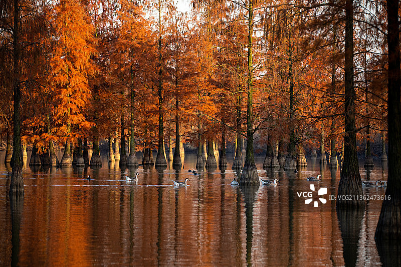 初冬池杉湖中戏水的大雁图片素材