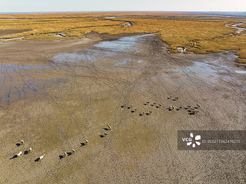 盐城麋鹿图片素材