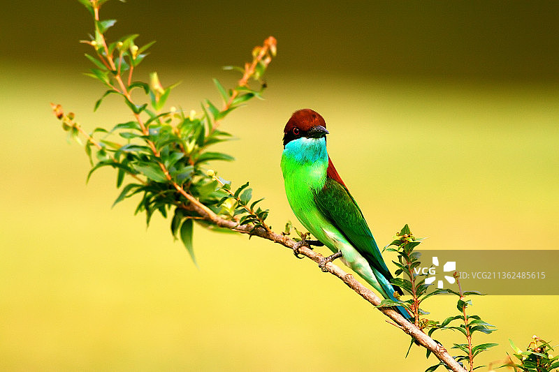 蓝喉蜂虎图片素材