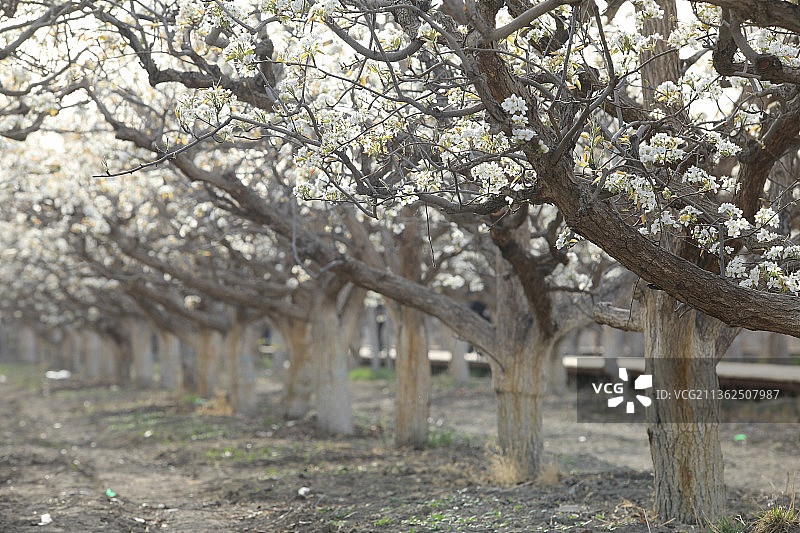 新疆库尔勒梨花节图片素材