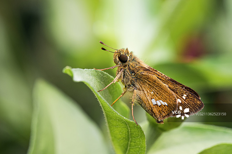 直纹稻弄蝶图片素材