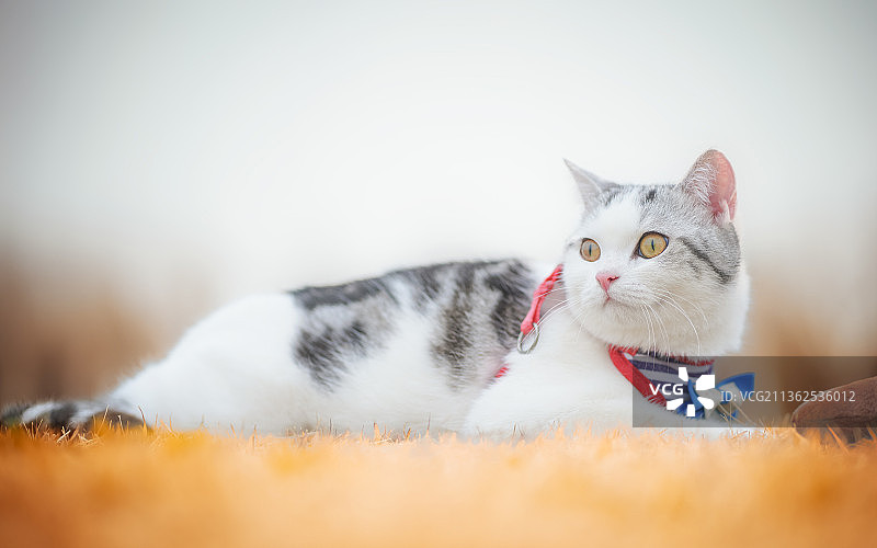 宠物摄影—美短图片素材